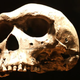 Image for article titled We may have discovered humanity's parent species